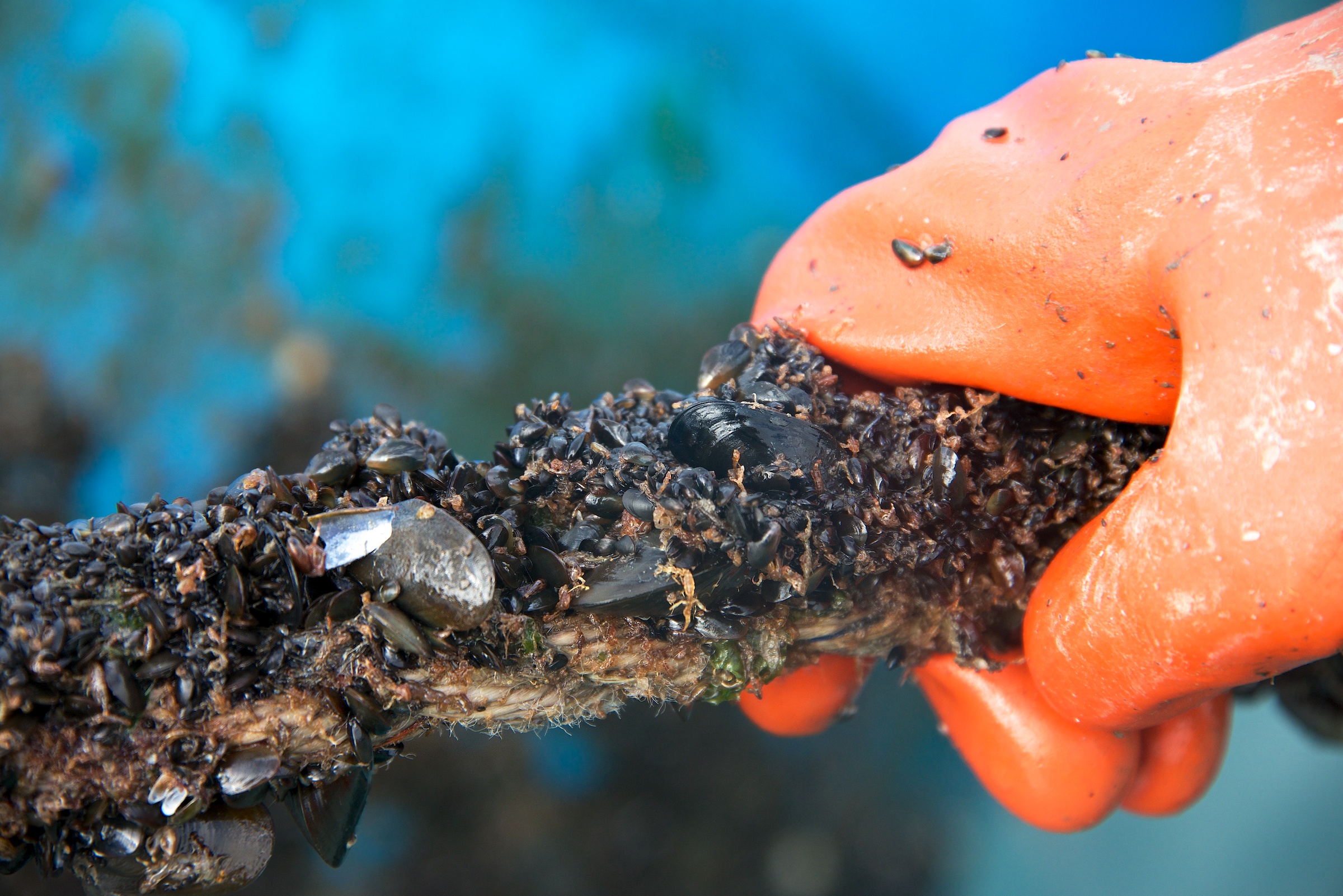 KachemakBayShellfish 10
